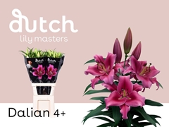 Lily Oriental Dalian 90cm 4+