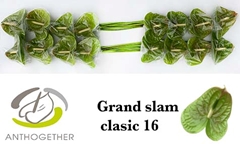 Anthurium Grand Slam 11cm Hd