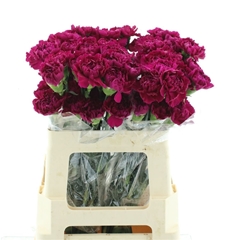 Dianthus Single Golem 55cm