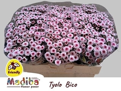 Chrysanth Santini Madiba Tyolo Bico 55cm 44gr.