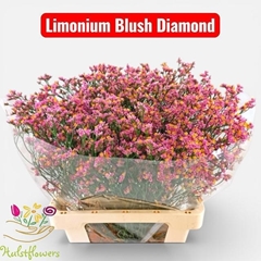 Limonium Sinense Blush Diamond 70cm 30gr.