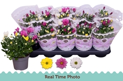 Chrysanth Mix 12Ø 25cm