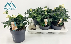 Helleborus Christmas Carol 17Ø 30cm