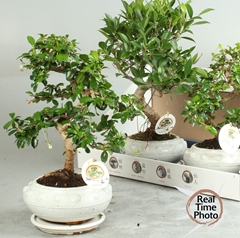 Bonsai Mix 19Ø 40cm
