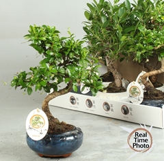 Bonsai Mix 17Ø 35cm