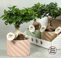 Ficus Microcarpa Ginseng 17Ø 40cm