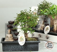 Bonsai Mix 29Ø 30cm