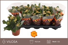 Kalanchoe Double Perfecta Orange 10Ø 23cm