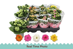 Kalanchoe Double Mix 9Ø 17cm