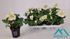 Helleborus Christmas Carol 9Ø 20cm