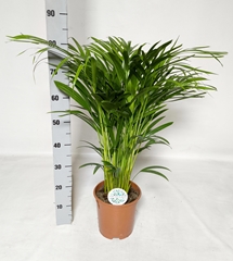Dypsis Lutescens 21Ø 85cm