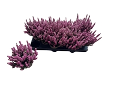 Calluna Beauty Ladies Mix 11Ø 20cm