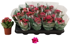 Kalanchoe Double Rosalina Don Victorio 7Ø 15cm