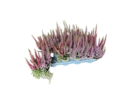 Calluna Vulgaris Beauty Seasons Beautybelle Mix 13Ø 30cm