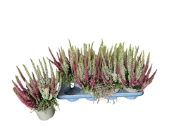 Calluna Vulgaris Beauty Seasons Beautybelle Mix 14Ø 30cm