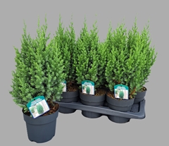 Juniperus Stricta 17Ø 55cm