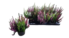 Calluna Beauty Ladies Mix 14Ø 35cm