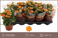 Kalanchoe Double Perfecta Orange 10Ø 23cm