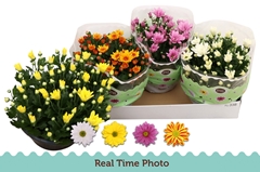 Chrysanth Mix 23Ø 25cm