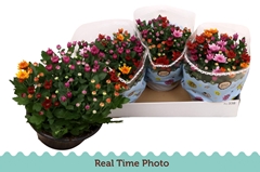 Chrysanth Mount Aubisque Mix 23Ø 27cm