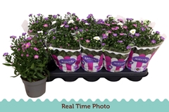Aster Starletta Mix 12Ø 25cm