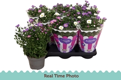 Aster Starletta Mix 12Ø 25cm