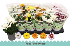 Chrysanth Mix 5 Colours 9Ø 22cm