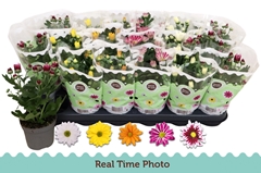 Chrysanth Mix 5 Colours 9Ø 22cm