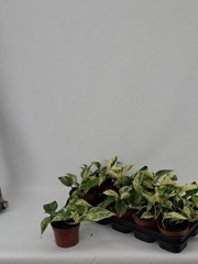 Epipremnum Snow Leopard 12Ø 15cm