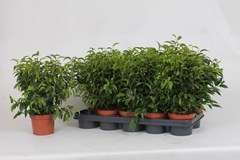 Ficus Benjamina Natasja 12Ø 35cm