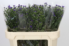 Aster Casamare 70cm 40gr.