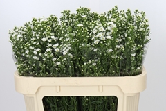 Aster Paquita 70cm 25gr.
