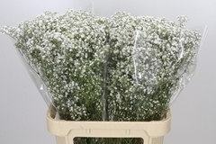 Gypsophila Paniculata Xlence 80cm 40gr.