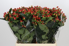 Hypericum Magical Triumph 60cm