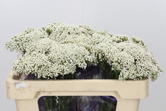 Ozothamnus Cooks Snow White 50cm