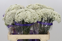 Ozothamnus Cooks Snow White 60cm