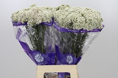 Ozothamnus Cooks Snow White 70cm