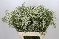 Chamelaucium Grace 80cm 65gr.