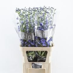 Delphinium Double Delphis Blue Power 100cm
