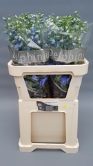 Delphinium Double Centurion Skyblue 90cm