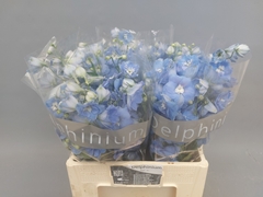 Delphinium Double Centurion Skyblue 60cm