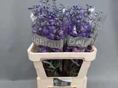 Delphinium Double Delphi's Power 70cm