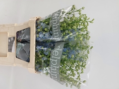 Delphinium Double Dewi Boy 100cm