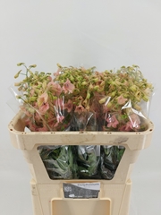 Delphinium Single Pink Sensation 80cm