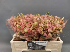 Delphinium Single Pink Sensation 50cm