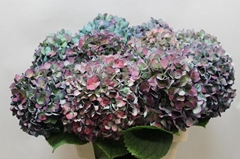 Hydrangea Pimpernel Aubergine Classic 60cm 19-21cm Hd