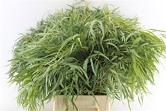 Eucalyptus Nicholii 60cm 200gr.