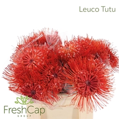 Leucospermum Ito 40cm