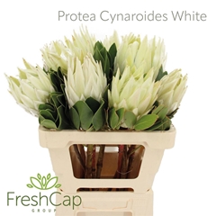Protea Cynaroides Full Moon 60cm