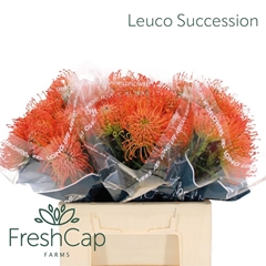 Leucospermum Succession 40cm